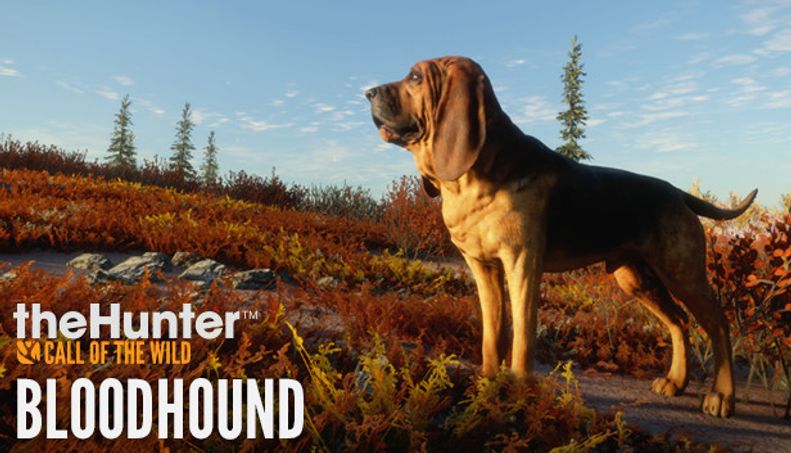 theHunter: Call of the Wild™ - Bloodhound